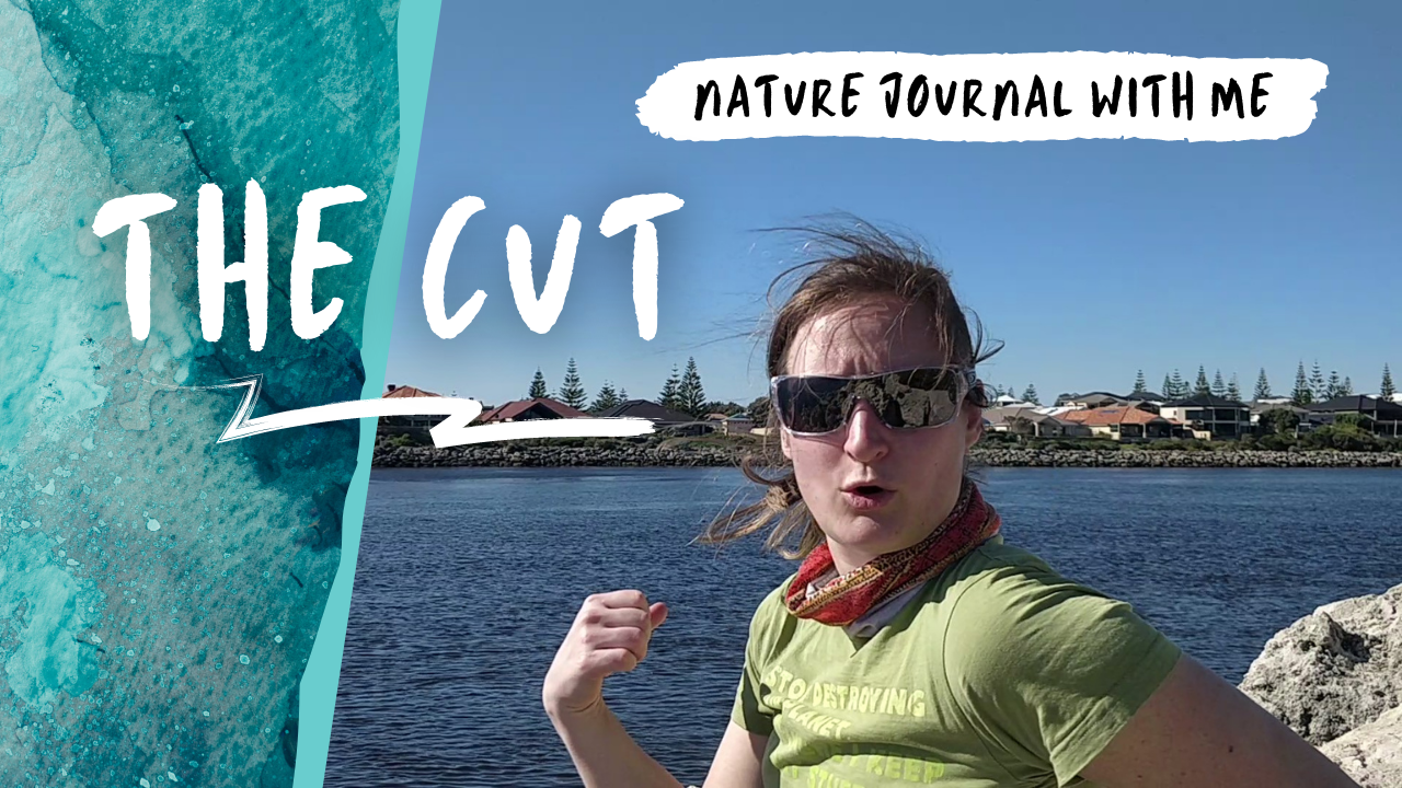 NJWM: The Cut
