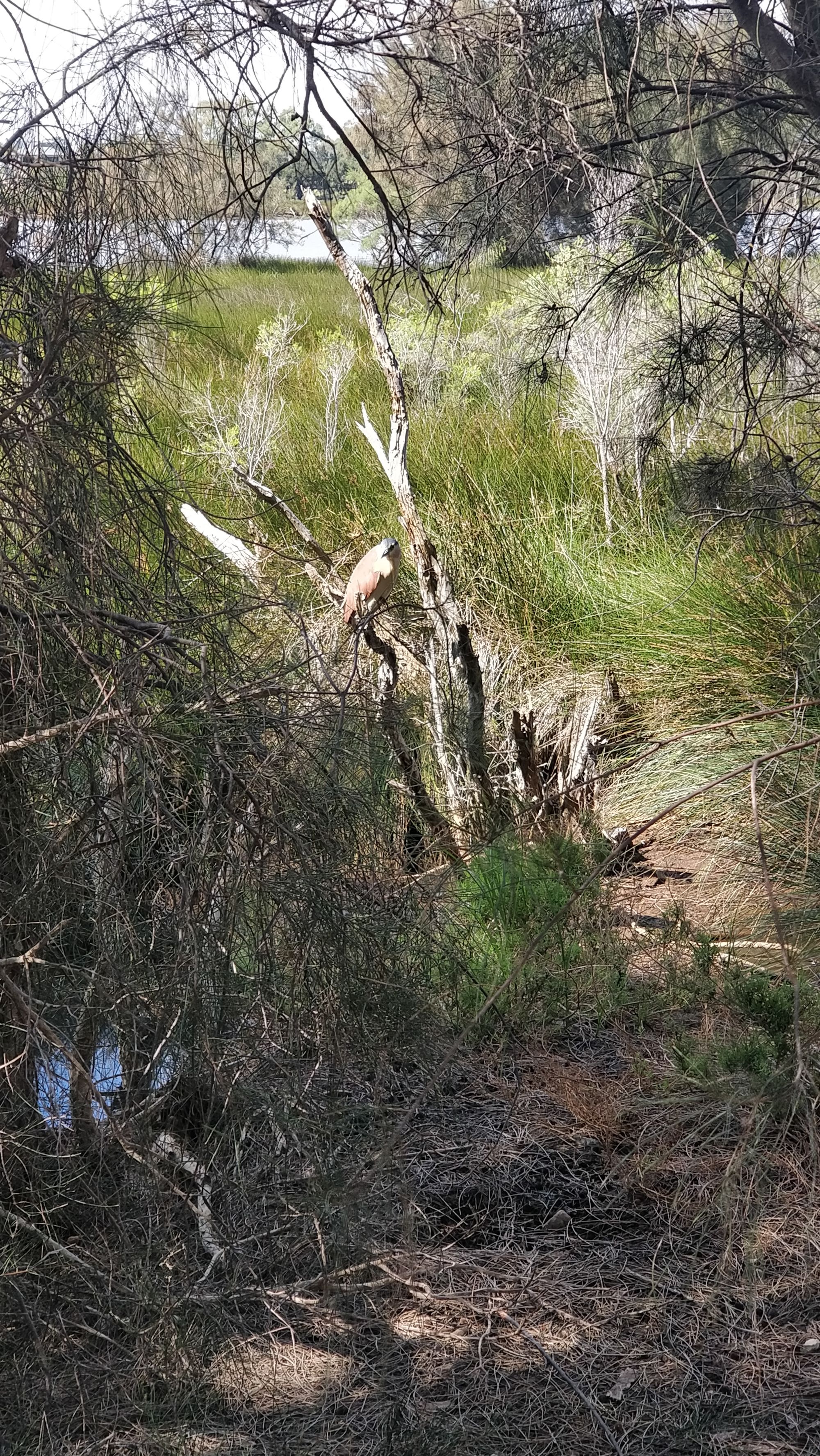 October Meetup - Baigup Wetlands