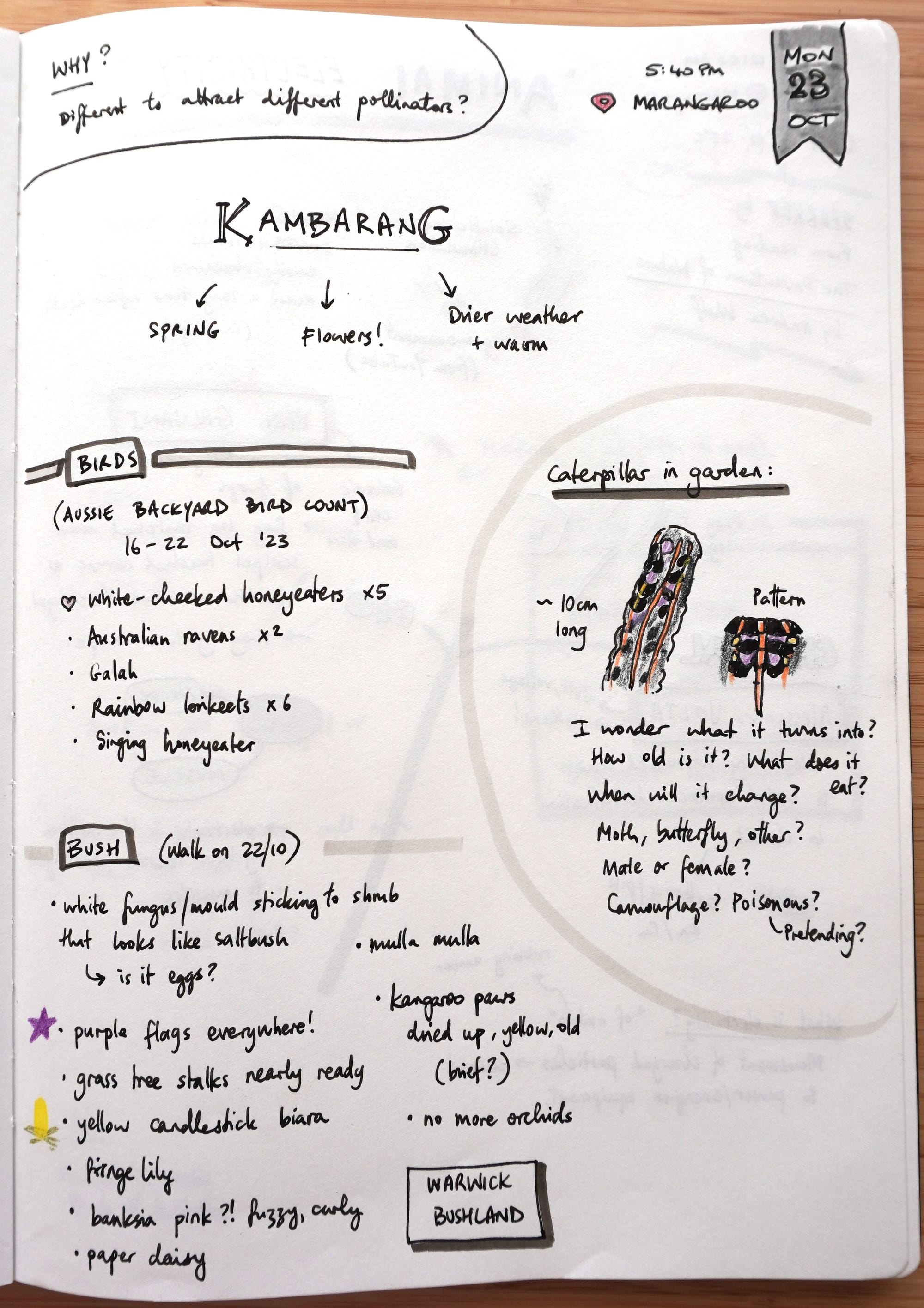 The season of Kambarang