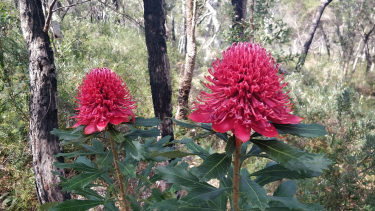 Two waratahs in the NSW bush about head height.