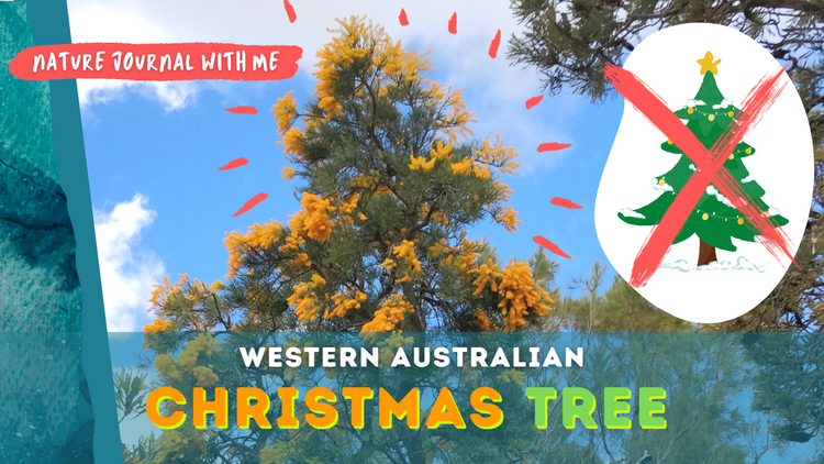 NJWM: WA Christmas Tree