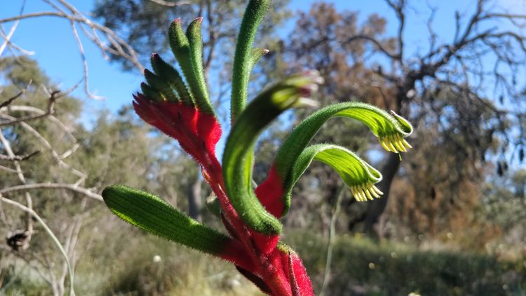 Red-and-Green Kangaroo Paw (WA)