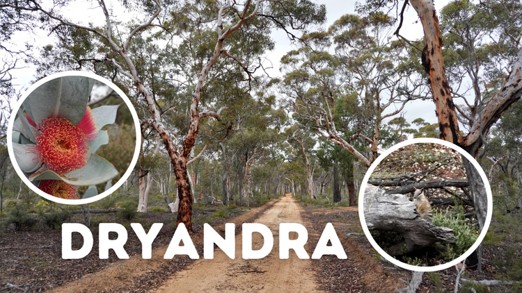 Camping at Dryandra Woodland NP